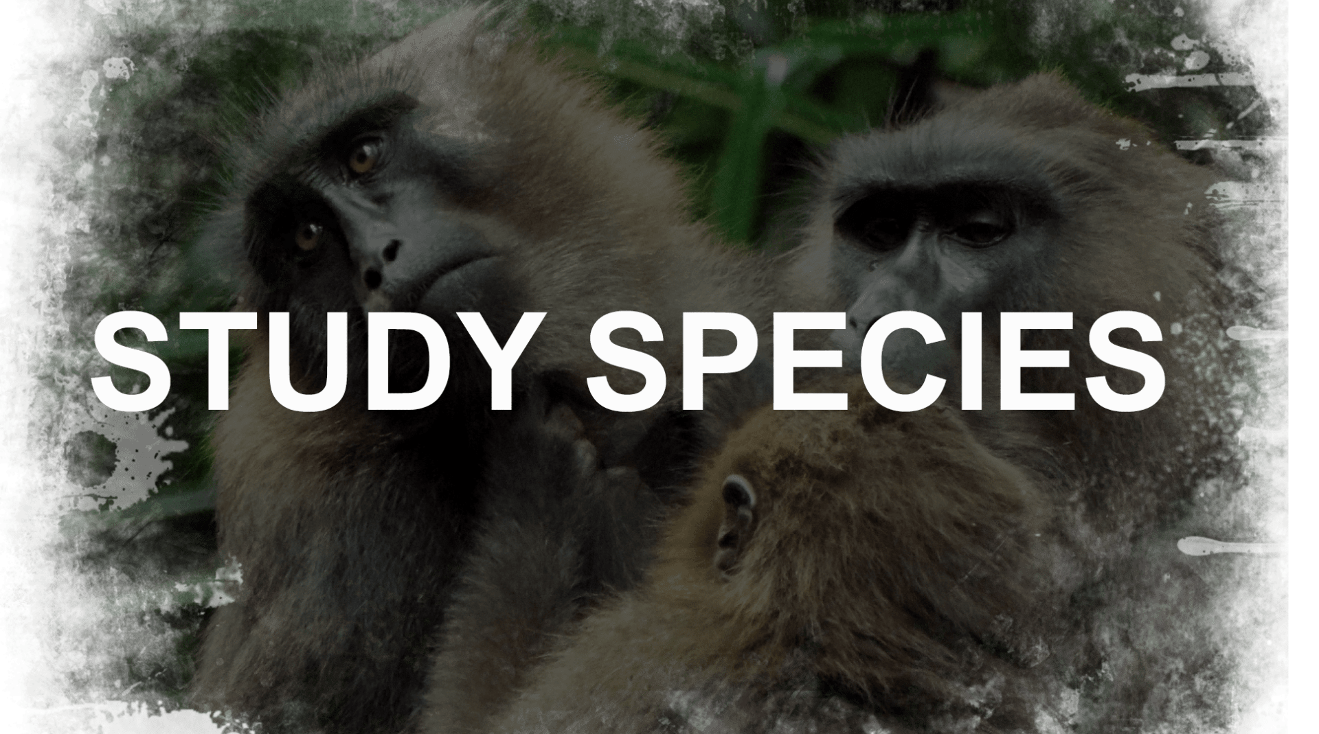 Study species